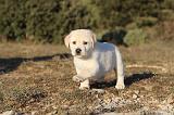 LABRADOR 692